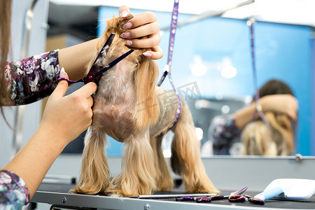 女美容师在桌子上给约克夏犬理发，在美容院为狗美容。