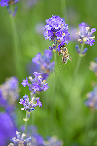 蜜蜂降落在盛开的紫色薰衣草花上，在纯绿色背景下采集蜂蜜