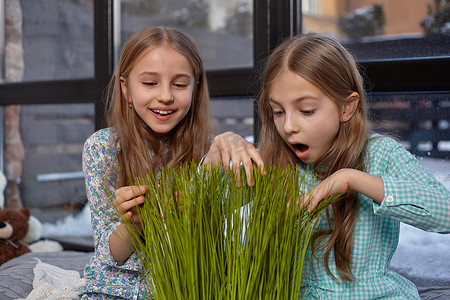 两个可爱的小姐妹坐在窗台上玩小麦草的图片