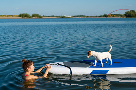 狗杰克罗素梗犬与主人一起在板上游泳。