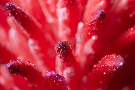 玫瑰花水滴摄影照片_宏观背景，粉红色花朵上的水滴