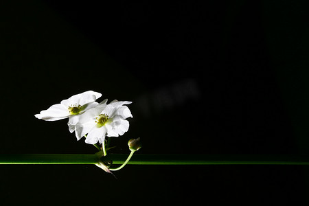 Echinodorus cordifolius 美丽的白水花分离物