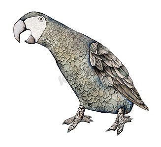 非洲灰金刚鹦鹉，彩色插图