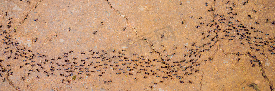 背景，蚂蚁奔跑，蚂蚁绳索，许多蚂蚁在土路上快速行驶横幅，长格式