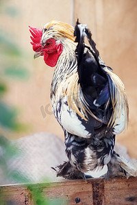小公鸡摄影照片_美丽的公鸡矮脚鸡在农场里乌鸦-白色矮脚鸡公鸡。