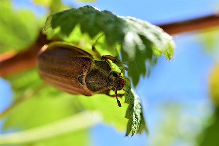 一只甲虫坐在覆盆子叶下