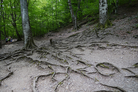 有树根树摄影照片_绿色的森林里有大树，树根伸出地面数米。