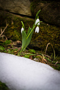 冬天雪中花朵摄影照片_春天的花朵雪花莲 (Galanthus nivalis) 从森林的雪中绽放