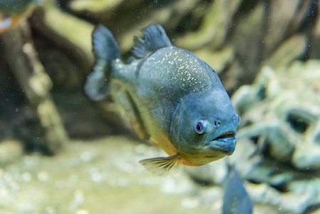 水族馆环境中热带食人鱼水下的特写