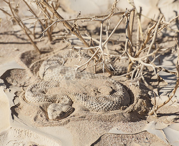 埃及沙漠毒蛇蛇在沙子中