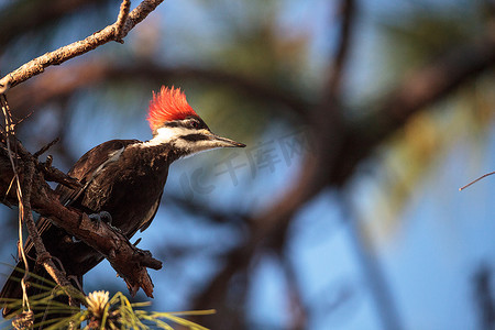 松树上的雄性有毛啄木鸟 Dryocopuspilatus