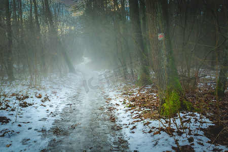 穿过雾蒙蒙的冬季森林的雪路