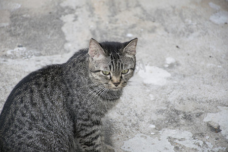 水泥地板上的肖像灰色虎斑猫。