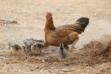 浅黄色小鸡摄影照片_母鸡和小鸡是家养的