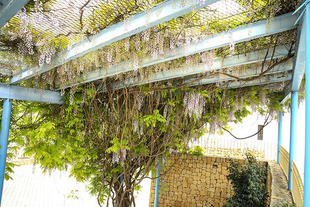 垂悬在庭院里的紫藤植物
