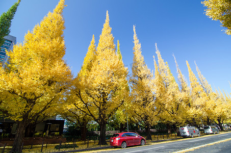 日本东京 — 2013年11月26日：人们参观银杏树大道，前往明治纪念馆画廊