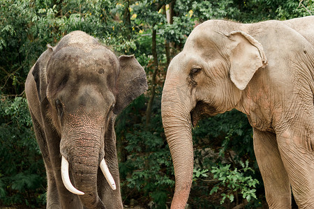 亚洲象是亚洲最大的陆地动物。