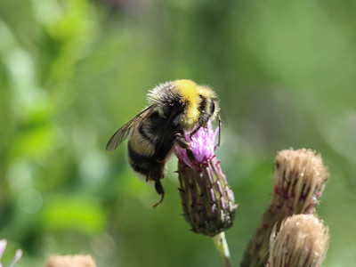 小蜜蜂翅膀摄影照片_石南蜂或小石南大黄蜂，Bombus jonellus