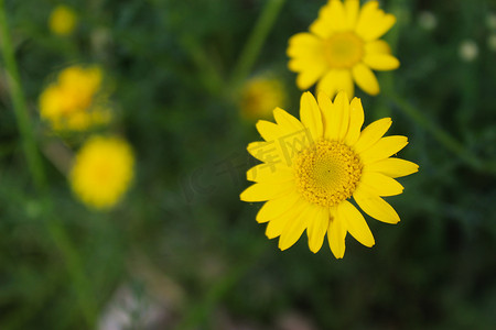 背景中黄色雏菊和绿草形成鲜明对比。