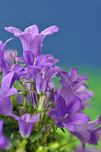 土丘摄影照片_达尔马提亚风铃草（Campanula portenschlagiana）