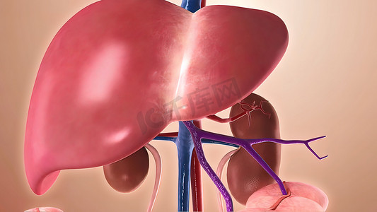 人体解剖学与人体器官（如肾脏和肝脏）在解剖学上正确位置的拼贴画