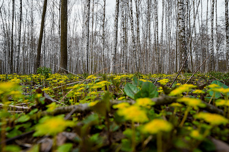在多云的天气里，在一个自然公园里，绿草上的白桦林通过野黄色的花朵，春天的第一天，绿叶开始出现