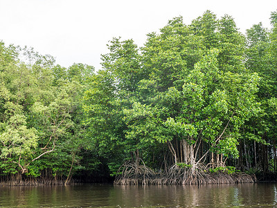 红树林可防止泰国海岸线腐蚀。