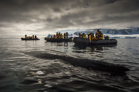 座头鲸，南极半岛