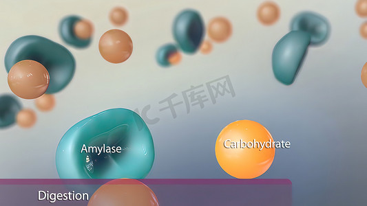 碳水化合物的消化和吸收