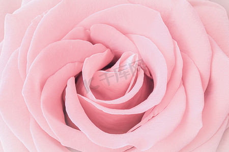 淡粉色的玫瑰花瓣。