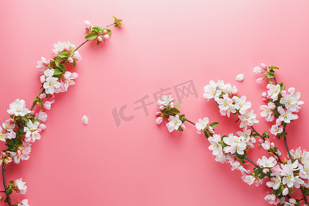 樱花盛开，粉红色背景上的春天花朵，有问候语的空间。