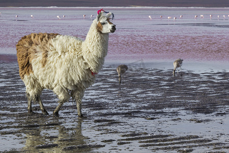 羊驼在科罗拉多泻湖，盐湖，玻利维亚，南美洲。