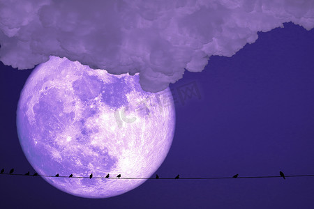 巴克月亮行星背面剪影电力线上的鸟