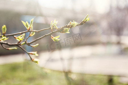 新鲜嫩叶摄影照片_春天树枝上的嫩叶、芽和芽