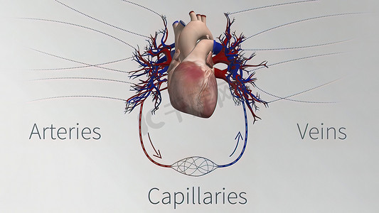 血液系统摄影照片_心血管系统的血管是心脏、动脉、毛细血管和静脉。