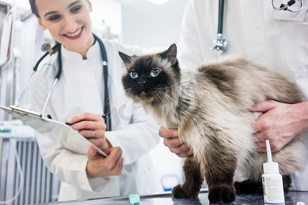 在兽医诊所考试桌上的猫与两个宠物医生