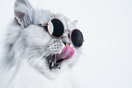 猫咪肖像摄影照片_戴着太阳镜的滑稽灰猫的肖像在白色背景上舔鼻子，有复制空间