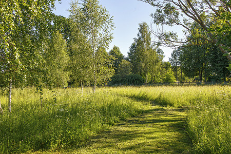 白桦林中的小路在夏初阳光明媚的天气里
