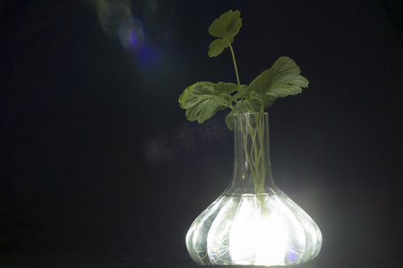透明花瓶发出强烈的白光，可以看到植物（天竺葵）的根部。