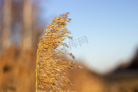 干草、芦苇、茎在金色的夕阳光下随风飘扬的选择性软焦点，