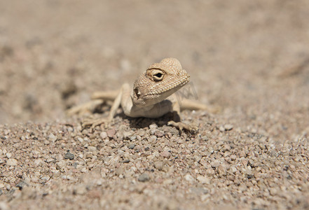 埃及沙漠蜥蜴在恶劣干旱环境中