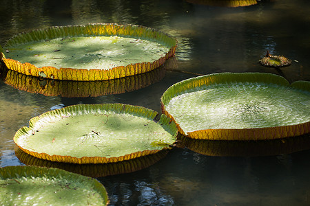 毛里求斯 Pamplemousess 植物园水中的巨型亚马逊百合。