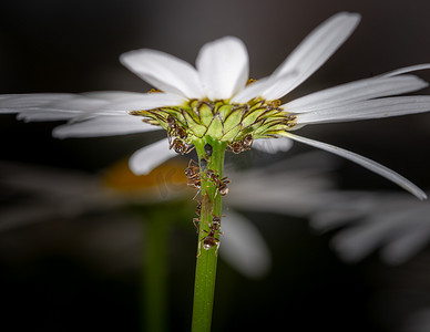 蚂蚁食物摄影照片_蚂蚁以雏菊上蚜虫的蜜露为食