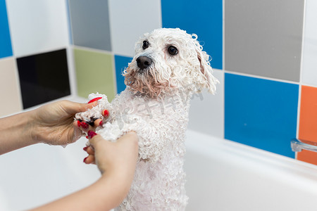 一个女孩在浴室给她的狗洗澡的特写镜头，她把淋浴间的水倒在她身上。