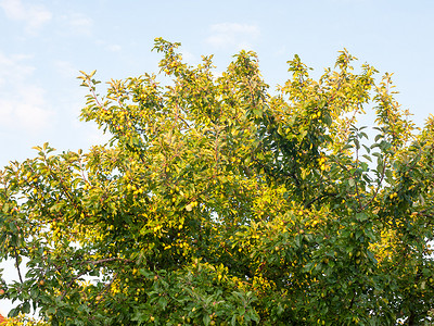 夏日阳光下，树上绿色生长的海棠