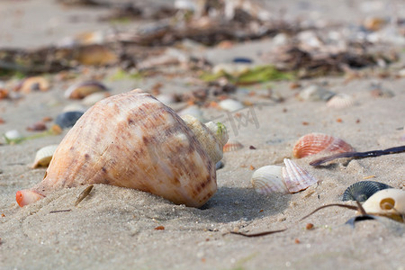 大贝壳，沿海沙子上的蛤，沙滩