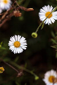 微小的白色蓬雏菊