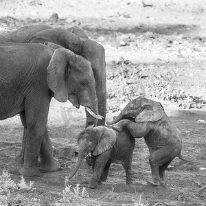 可爱象摄影照片_南非克鲁格国家公园的非洲丛林象