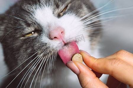 有趣的猫吃药。