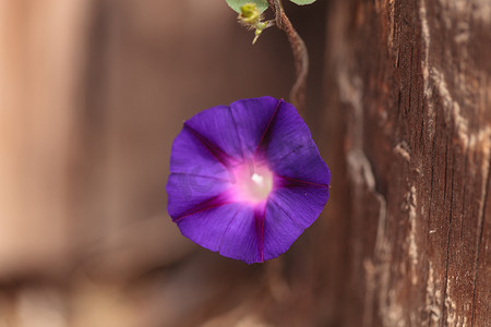 紫色牵牛花花摄影照片_紫色牵牛花花 Ipomoea purpurea